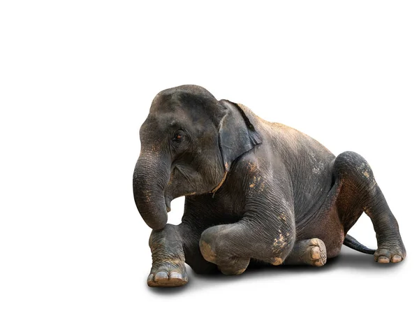 Isolado Corpo Inteiro Adulto Elefante Asiático Senta Chão Fundo Branco — Fotografia de Stock