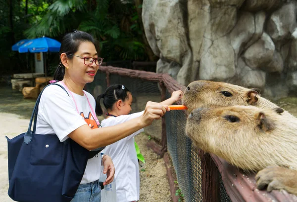 Asyalı orta yaşlı anne ve kız Capybara 'ya küçük bir havuç veriyor. Tayland, Bangkok' ta bir hayvanat bahçesinde şirin bir vahşi hayvan..