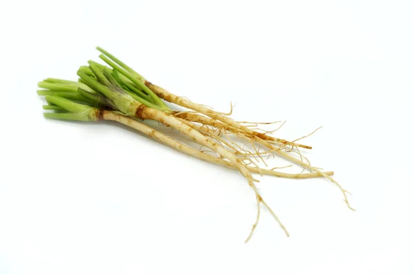 Close Fresh Organic Coriander Roots White Background Small Pile Fresh — Stock Photo, Image