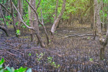 Chanthaburi, Tayland 'daki Khung Kraben Koyu' nun mangrov ormanında Peg Root adında bir mangrov ağacı kökü sistemi. Bilim adına Peg kökü veya pneumatophores.