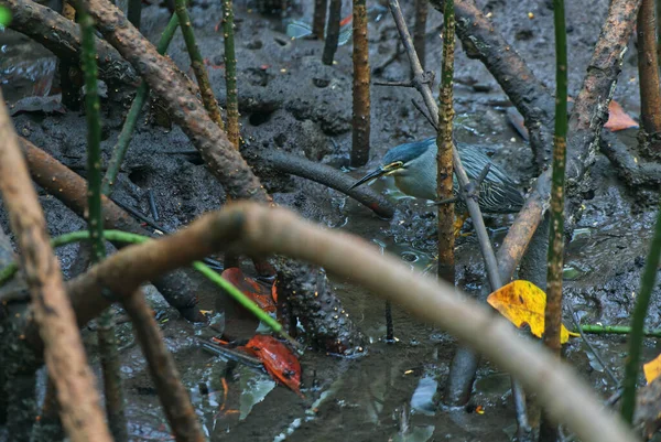 Belo Passarinho Está Encontrando Comida Terra Enlameada Floresta Manguezais Khung — Fotografia de Stock