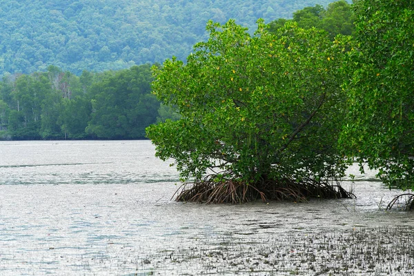 Hermoso Árbol Manglar Gran Bosque Manglares Bosque Pantanoso Khung Kraben —  Fotos de Stock