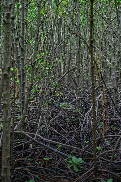 The density of mangrove tree roots in the mangrove forest of Khung Kraben Bay at Chanthaburi, Thailand. Vertical image of mangrove forest.