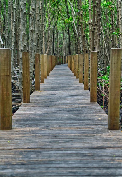 Piękna Drewniana Ścieżka Lub Chodnik Dla Turystów Zbadania Lasu Namorzynowego — Zdjęcie stockowe