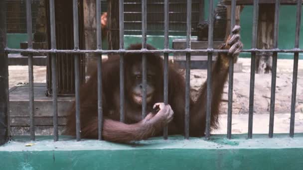 Orangutan Balik Jeruji Besi Kandang Kebun Binatang Thailand — Stok Video