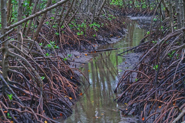 Floresta Manguezais Pequeno Riacho Que Flui Através Floresta Manguezais — Fotografia de Stock