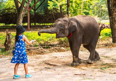 Baby elephant get fed by a small child girl in an open zoo in Thailand.