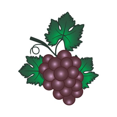 Yapraklı leylak rengi üzümlerin çizimi