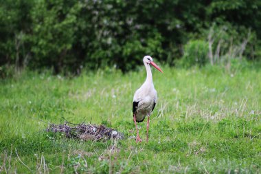 Beyaz bir leylek yeşil bir alanda yürüyor. yaz