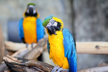 bir dal üzerinde oturan iki renkli kuş