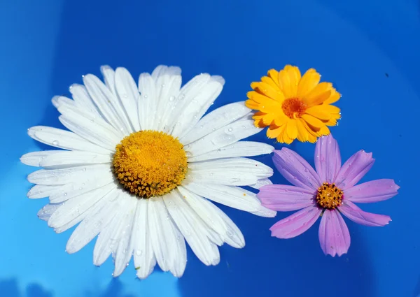 Floral whirlpool — Stock Photo, Image