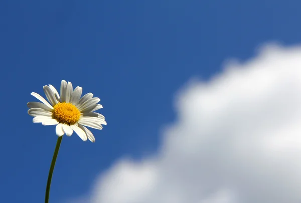 Chamomile and cloud — Stock Photo, Image