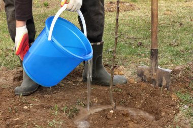 Bir bahçıvan ekilen elma ağacının etrafına bir kovadan su döker. Diktikten sonra ağaçları sulamak