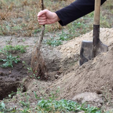 Bahçıvan elinde kürek ve çukur kazılmış bir deliğin yanında genç bir fidan tutuyor. Elma ağacı dikiyorum.