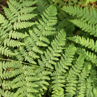 Orman manzarasında yeşil eğrelti otu yaprağı. Doğanın garip desenleri