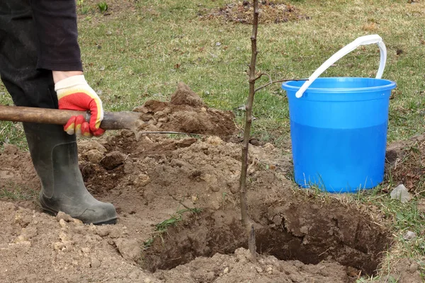 园丁在种植的苹果树树苗周围用铲子把泥土倒在地上 种植果树 — 图库照片
