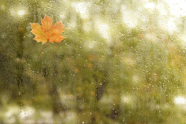 Folha Bordo Gotas Água Vidro Molhado Janela Outono Após Chuva — Fotografia de Stock