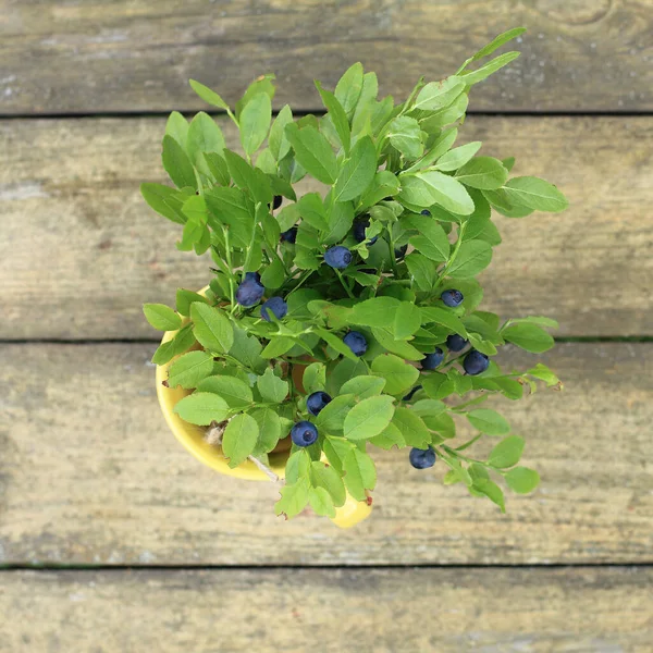 Masanın üstündeki kupada olgun böğürtlen buketi. Taze doğal vitaminler