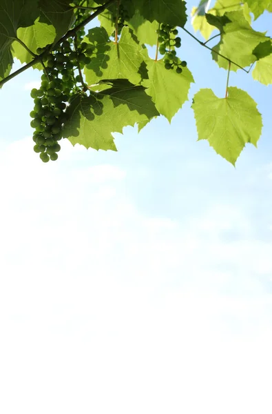 green leaves and berries on a background of blue and white sky. summer day in the vineyard