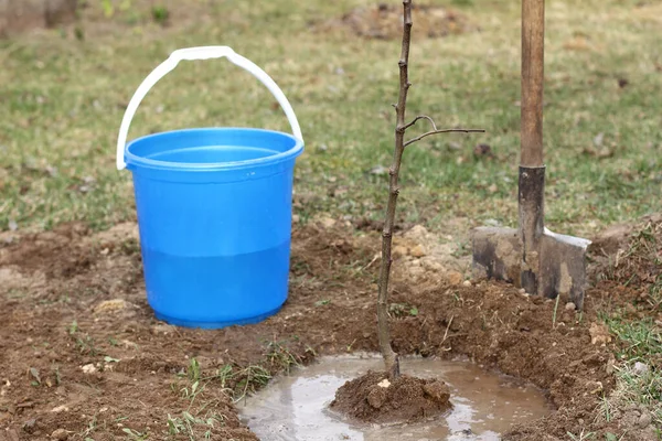 Nuevo Árbol Manzano Planta Jardín Riega Con Agua Trabajo Plantación —  Fotos de Stock