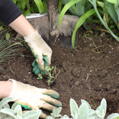a small chrysanthemum seedling is planted in a flower bed. garden designer at work