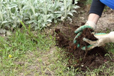open root system of chrysanthemum in the hands of a gardener. transplanting ornamental plants
