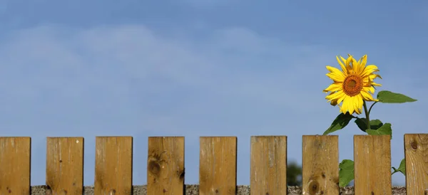 Цветущий Цветок Подсолнуха Длинным Деревянным Забором Против Голубого Неба Солнечное — стоковое фото