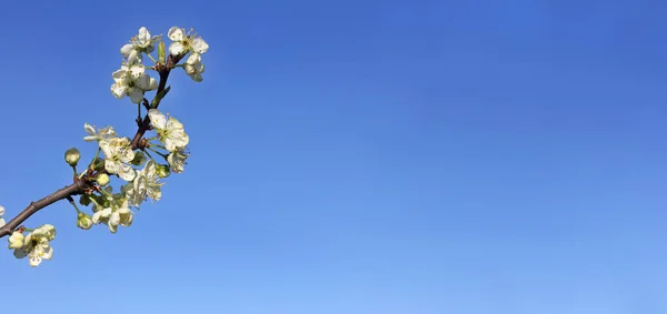 Zweig Eines Blühenden Obstbaums Gegen Den Blauen Himmel Federhintergrund Für — Stockfoto