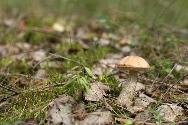 Edible Forest Mushroom Grass Close Quiet Hunt — Stock Photo, Image