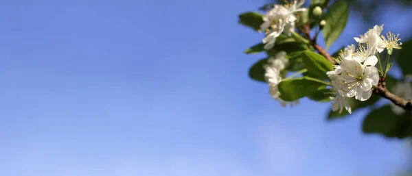 Blommor Gren Ett Plommon Mot Himlen Vårblommande Fruktträd — Stockfoto