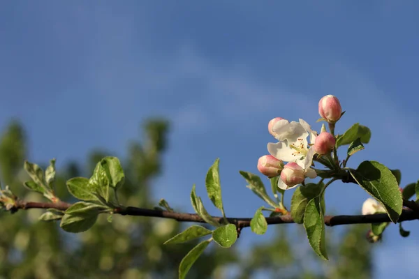 Blossoming Flower Buds Branch Apple Tree Blue Sky Spring Orchard — Stockfoto