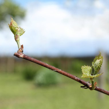 Bir yaz bahçesinin arka planında yeşil yapraklar olan sarmaşık sapı. Yeni filizlerin mevsimsel büyümesi