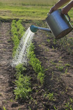 Bahçıvanın elindeki bir su bidonundan bir damla nem havuç filizli bir bahçenin arka planına değiyor. Yaz sıcağında bahçeyi sulamak