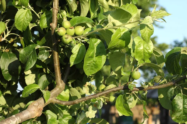 작년에 접붙여 사과나무 가지에 새로운 과일들이 자라고 있었다 나무에 새로운 — 스톡 사진