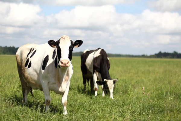 雲のある背景と空に緑の草原に黒と白の牛が2羽放牧されています おいしい牛乳のためのジューシーなハーブ — ストック写真