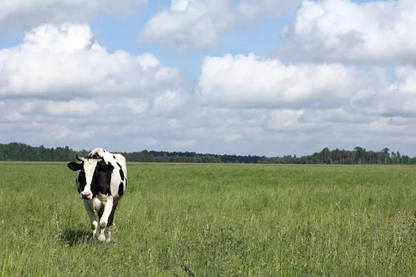 森と雲に覆われた青空を背景に緑の草原に黒と白の牛が放牧されています 生態系の牧草地や — ストック写真