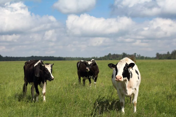 緑の草原に3頭の牛が雲を背景に放牧されています 夏の生態牧草地 — ストック写真