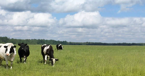 緑の草原に4頭の牛が放牧されています 夏の生乳 — ストック写真