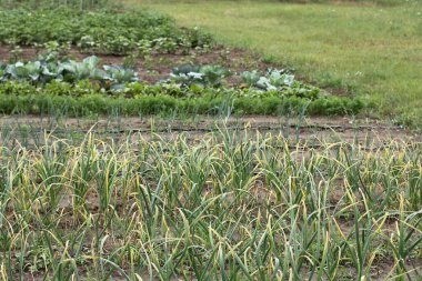 Sebze bahçesinin arka planında sarımsak filizi üzerine sarımsak yaprakları. sebze yetiştirme özelliği
