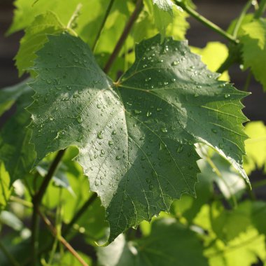 Islak üzüm yaprağı ve yağmurdan sonra damlalar. Yazın bağları suluyorum.