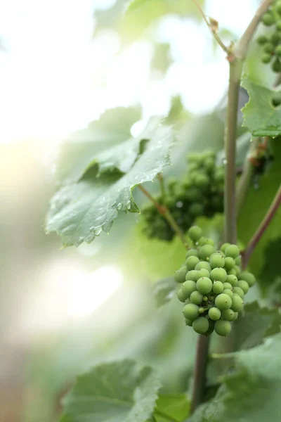 Young Green Bunch Grapes Ripens Vine Rain Summer Vineyard — Stock Photo, Image