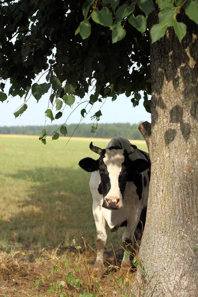 暑い夏の日に木の木陰で牛 待ち伏せしている牛は — ストック写真