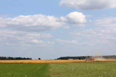 Yazın mısır gevreği tarlasında çalışan bir biçerdöver silueti. Tarlada buğday hasadı.