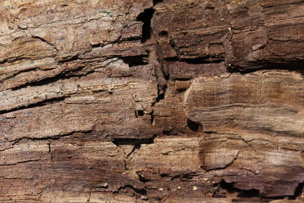 Dřevěný Povrch Prasklinami Zblízka Dřevěná Textura Kůrou — Stock fotografie