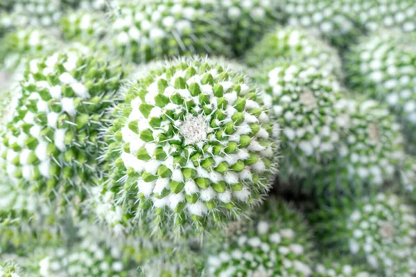 Beautiful Cactus Garden Widely Cultivated Ornamental Plant Selective Focus Close — Stock Photo, Image