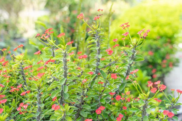 Poi Sian Las Flores Rojas Están Floreciendo Jardín Ornamental Fondo — Foto de Stock