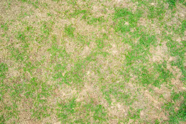 Dry Grass Leaf Change Green Dead Brown Circle Lawn Texture — Stock Photo, Image