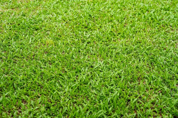 Tekstur Rumput Hijau Untuk Latar Belakang Pola Rumput Hijau Dan — Stok Foto