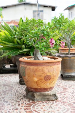 Chuanchom inancın şanslı ağacı. Saksıdaki güzel çiçekler. Bahçe dekoratif nesne.