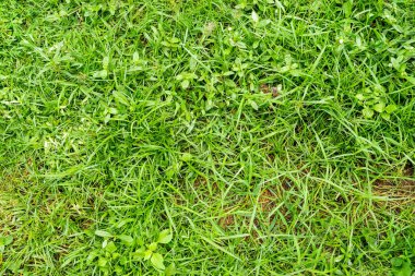 Arka plan için yeşil çimen dokusu. Yeşil çimen deseni ve doku arkaplanı. Yakın plan..